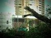 Возле «Мануфактуры» в Сумах зачищают деревья (фото)