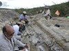 На севере Мексики нашли хвост гадрозавра (фото и видео)