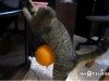 Кот против физики: недоуменное животное пытается избавиться от воздушного шарика (видео)
