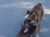 Собака-скейтбордист на набережной в Одессе (видео)