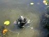 На Сумщине в реке обезвредили минометную мину (фото и видео)