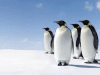 В Сумах появились пингвины (афиша)