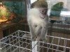 В Сумах все-таки приобрели обезьянку (фото)