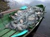 На Сумщині вилучено більше 55 кг незаконно добутої риби