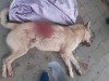 Мужчину, жестоко убившего собаку, задержали в Сумах (Видео)