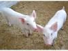 Как правильно выкормить свинку: главные требования к рациону