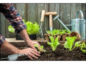 Органическое земледелие на даче: принципы ведения с нуля